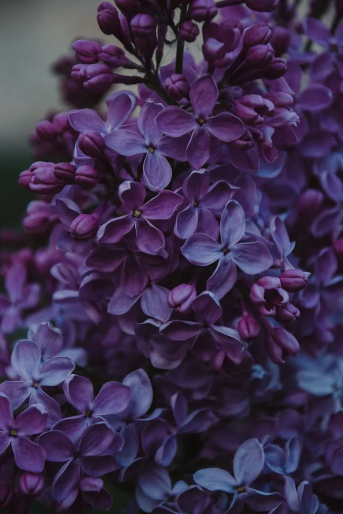 Purple lilac blossoms in full bloom — a nod to Lombard, Illinois, known as the Lilac Village